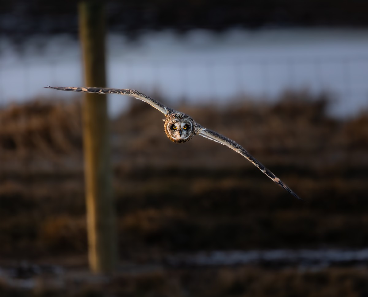 Short-eared Owl - ML628599939