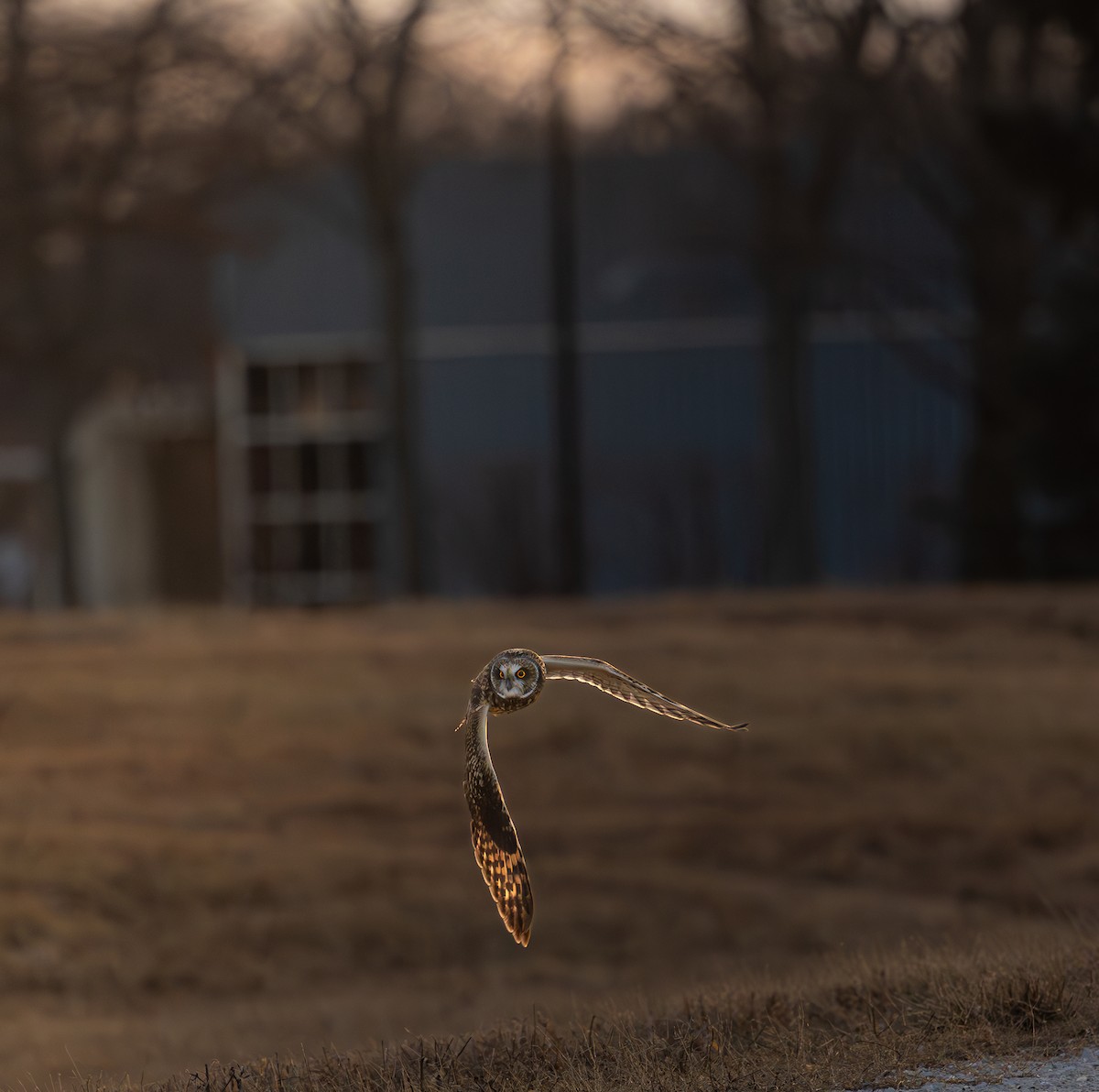 Short-eared Owl - ML628599940