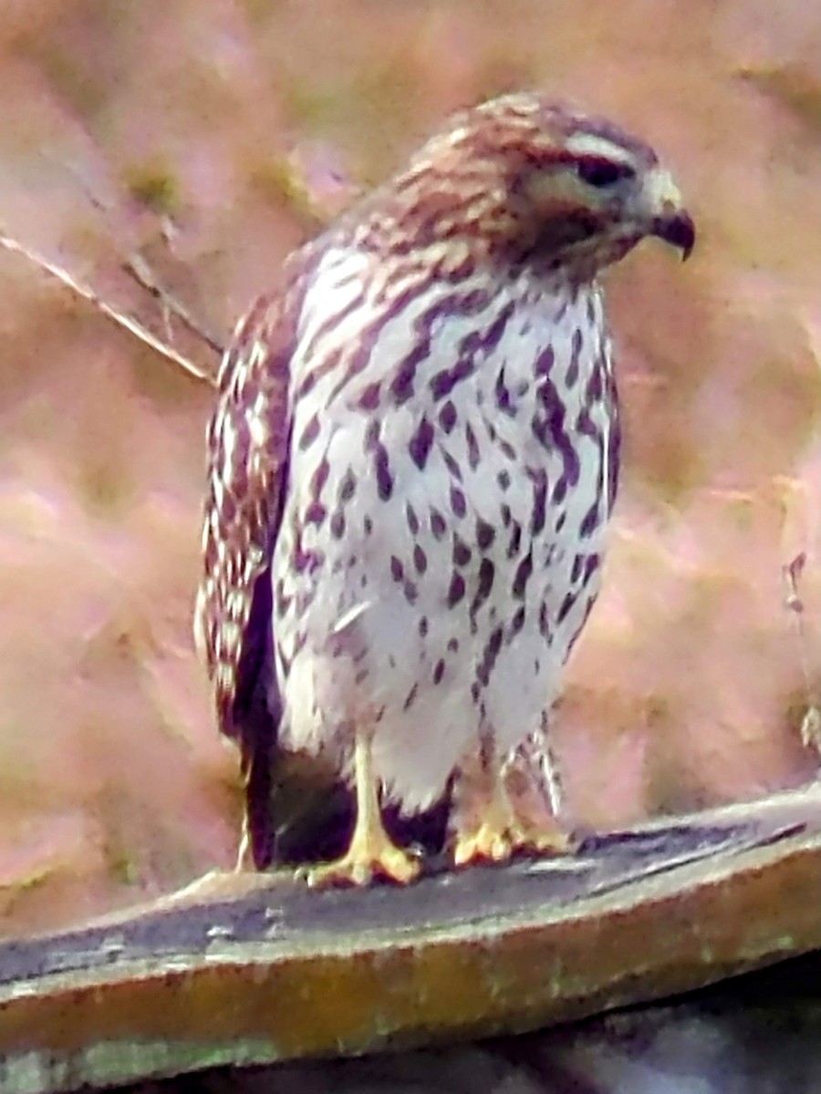 Red-shouldered Hawk - ML628600032
