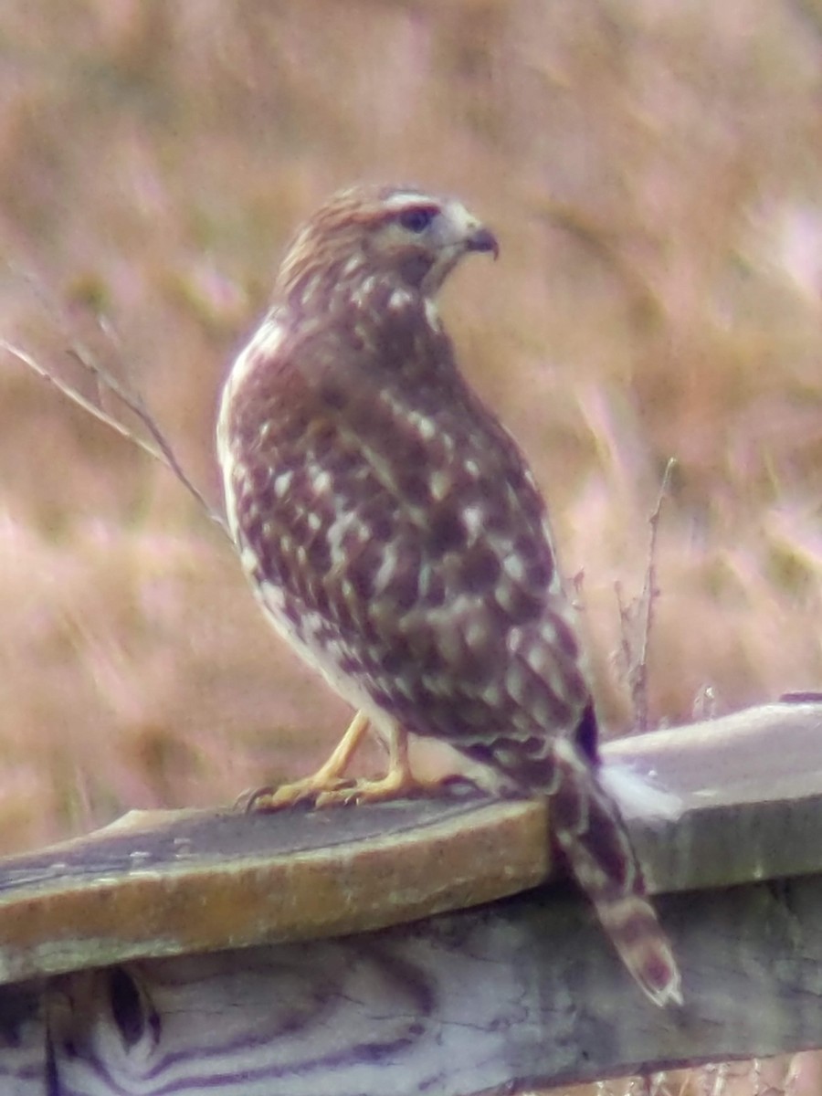Red-shouldered Hawk - ML628600041