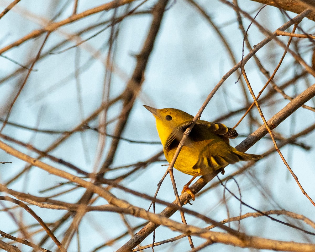 Northern Yellow Warbler - ML628600075