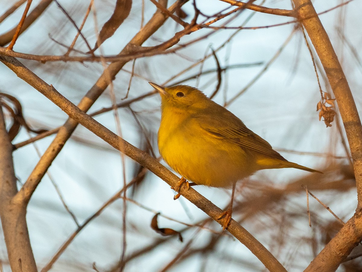 Northern Yellow Warbler - ML628600076