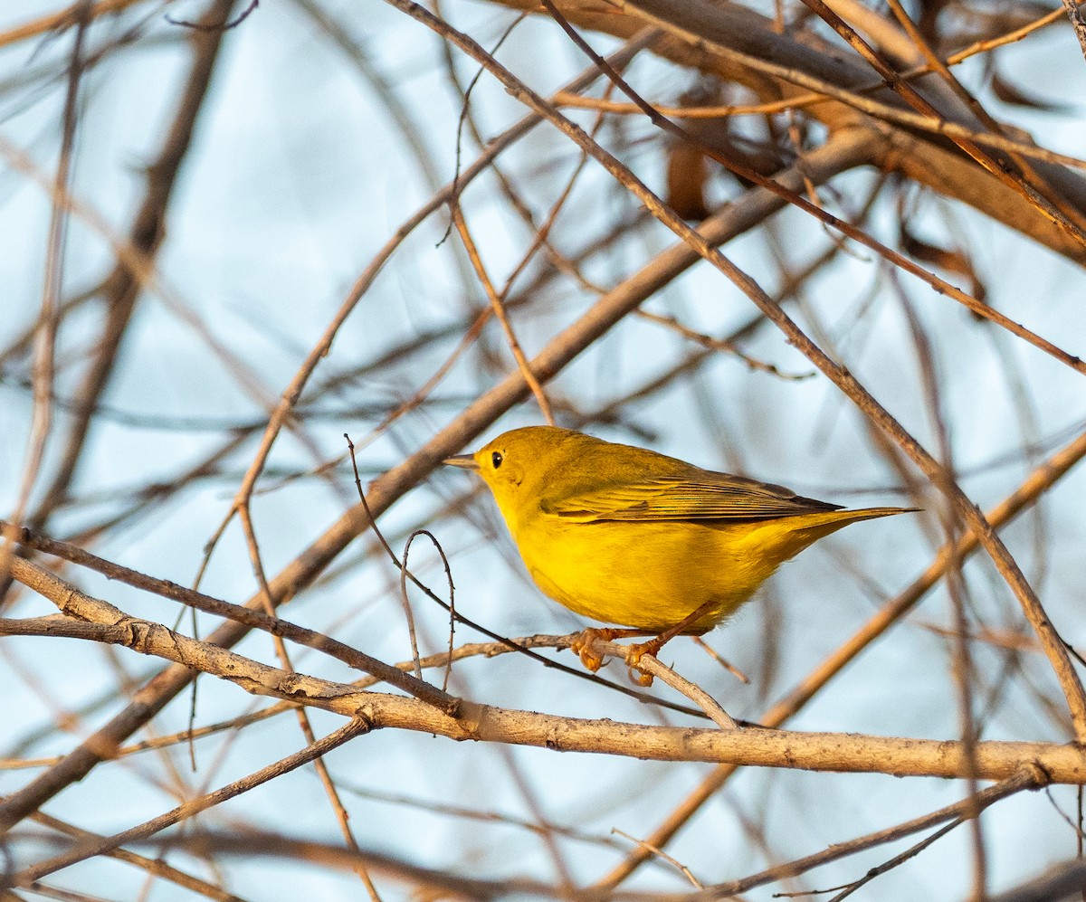 Northern Yellow Warbler - ML628600077