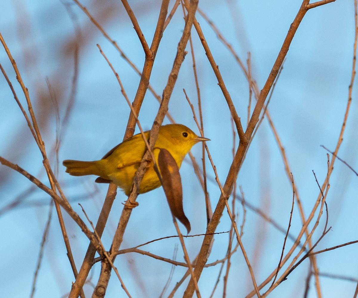 Northern Yellow Warbler - ML628600078