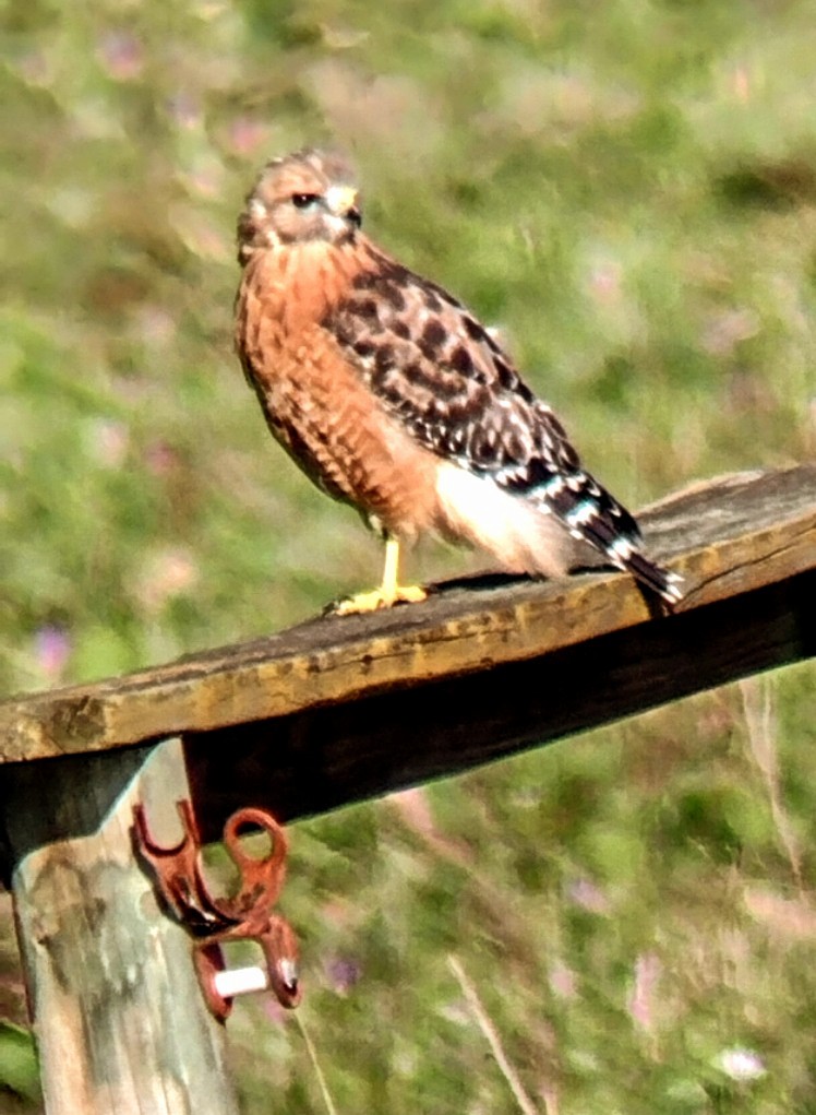 Red-shouldered Hawk - ML628600297