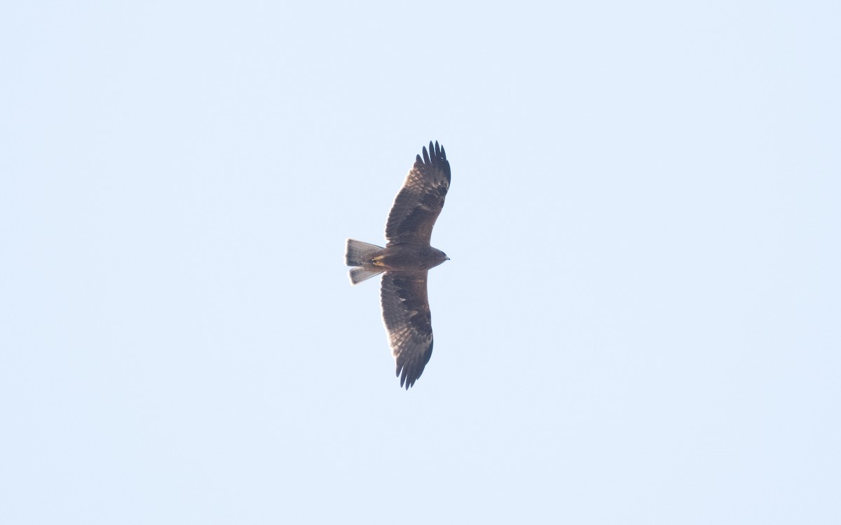 Küçük Kartal - ML628600319