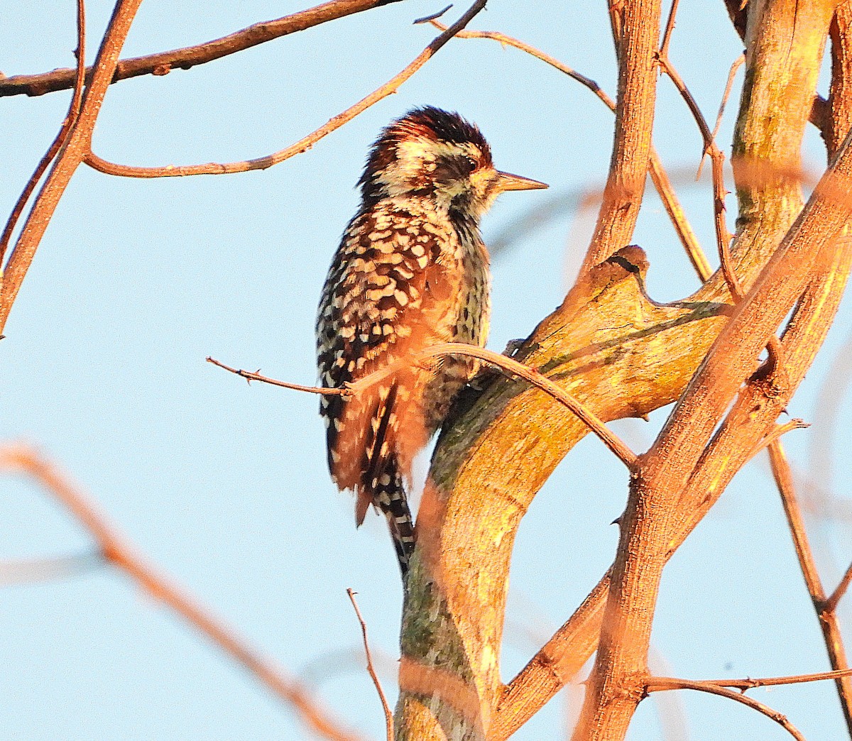 Checkered Woodpecker - ML628600335