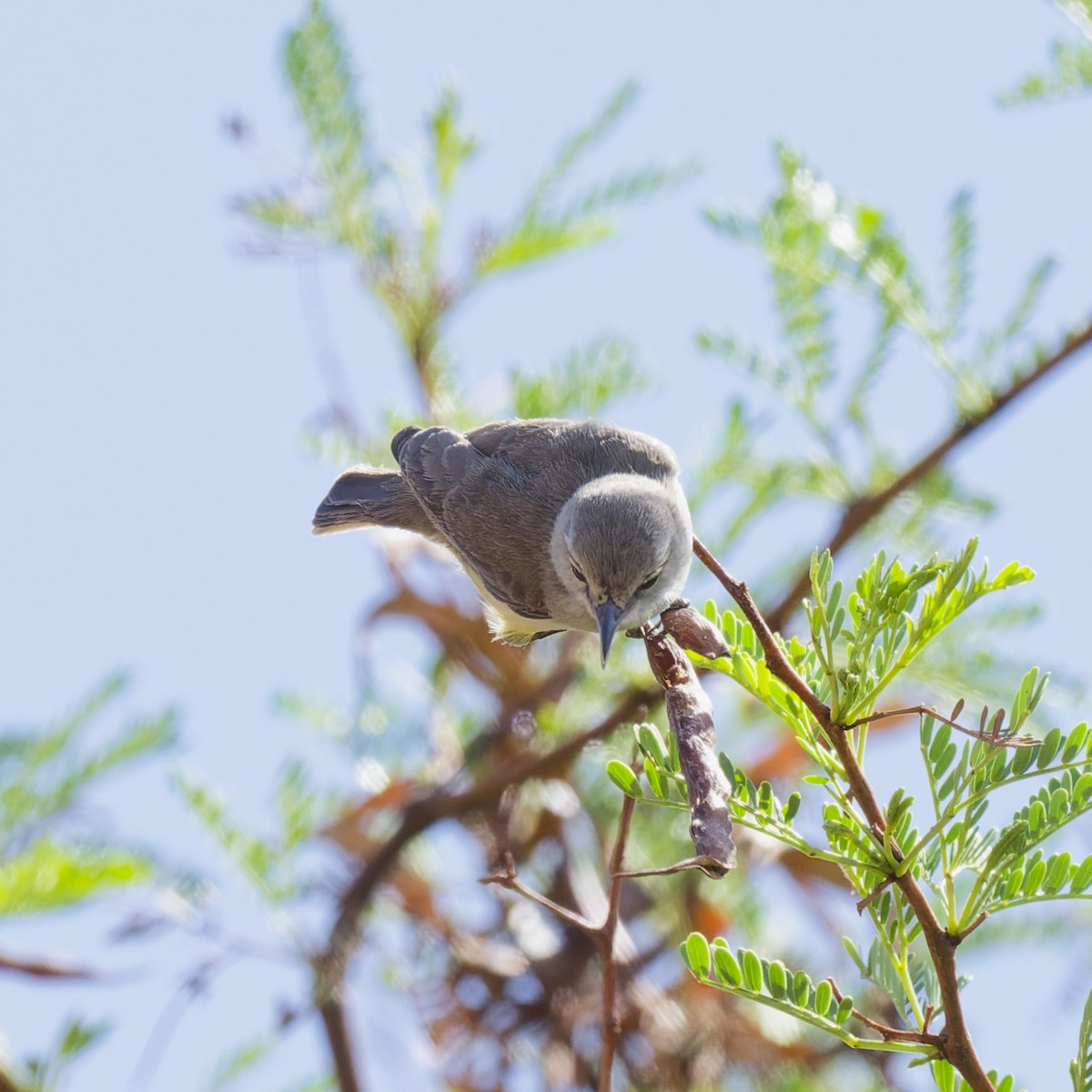 Yellow-bellied Eremomela - ML628600465