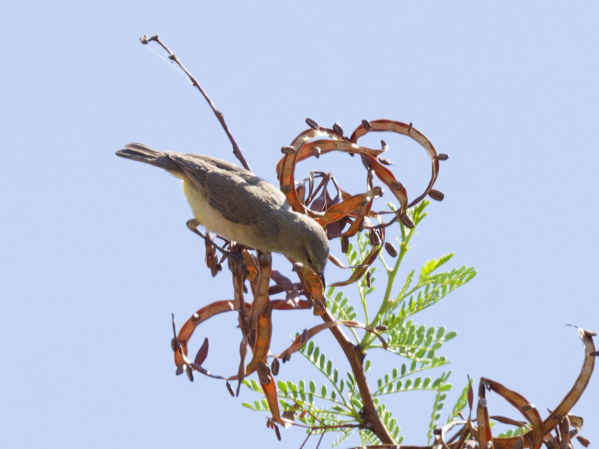 Yellow-bellied Eremomela - ML628600466