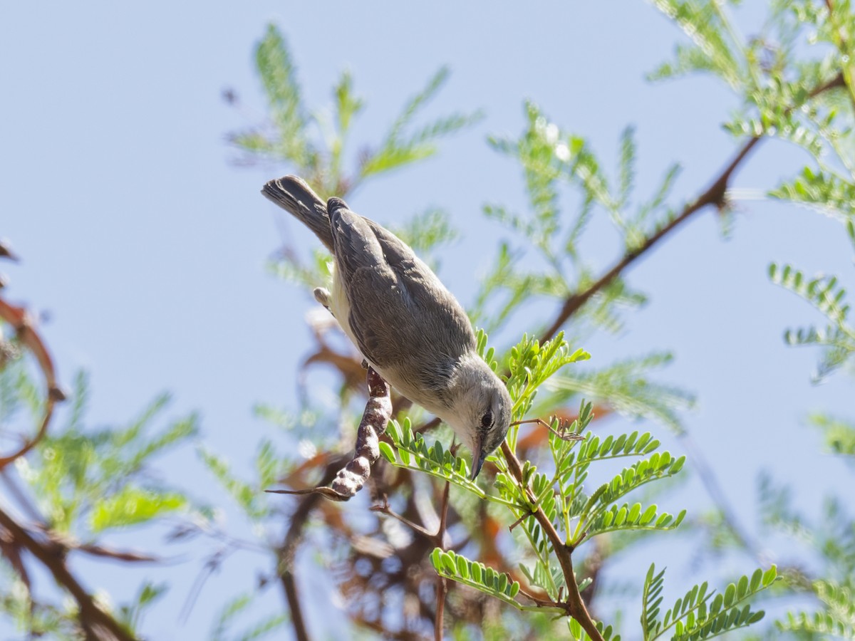 Yellow-bellied Eremomela - ML628600467