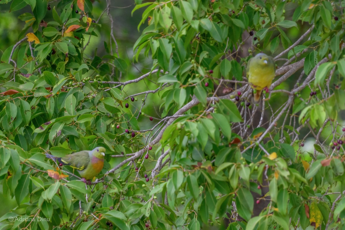 Orange-breasted Green-Pigeon - ML628600515