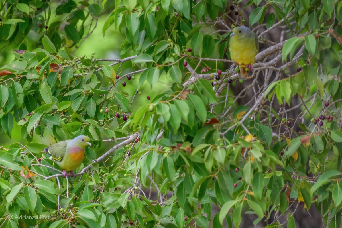 Orange-breasted Green-Pigeon - ML628600516