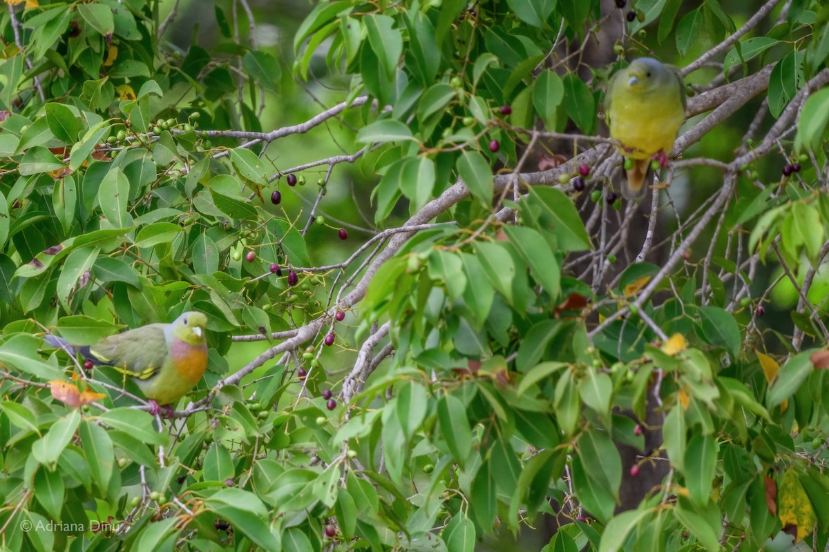 Orange-breasted Green-Pigeon - ML628600517