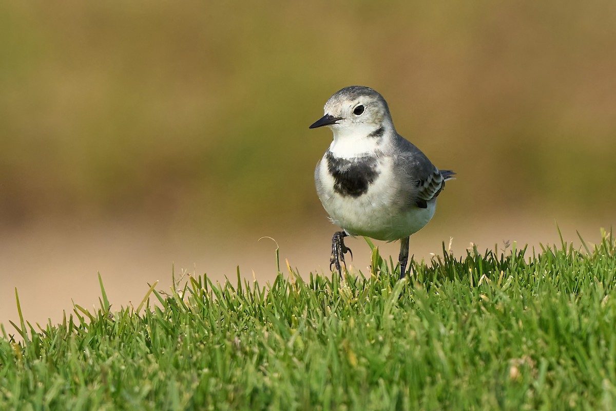White Wagtail - ML628600542