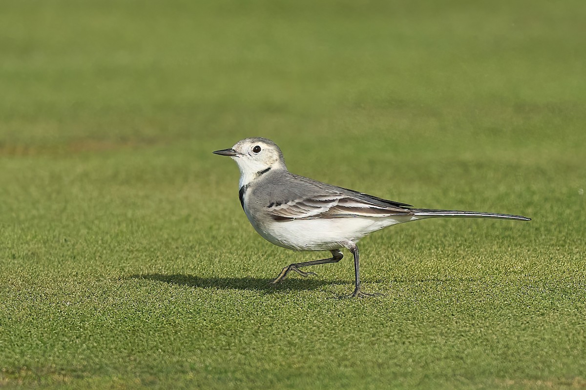 White Wagtail - ML628600543