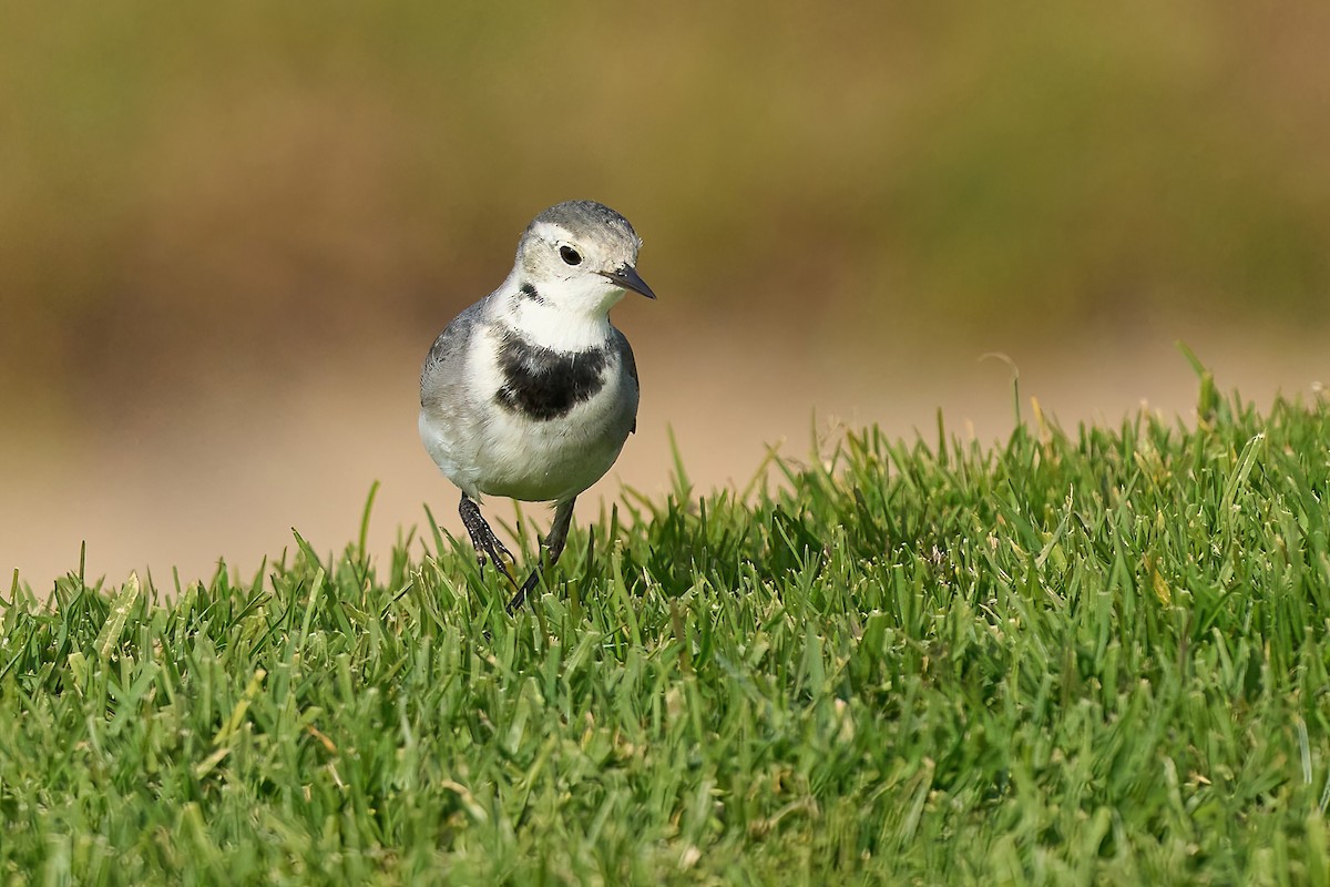 White Wagtail - ML628600544
