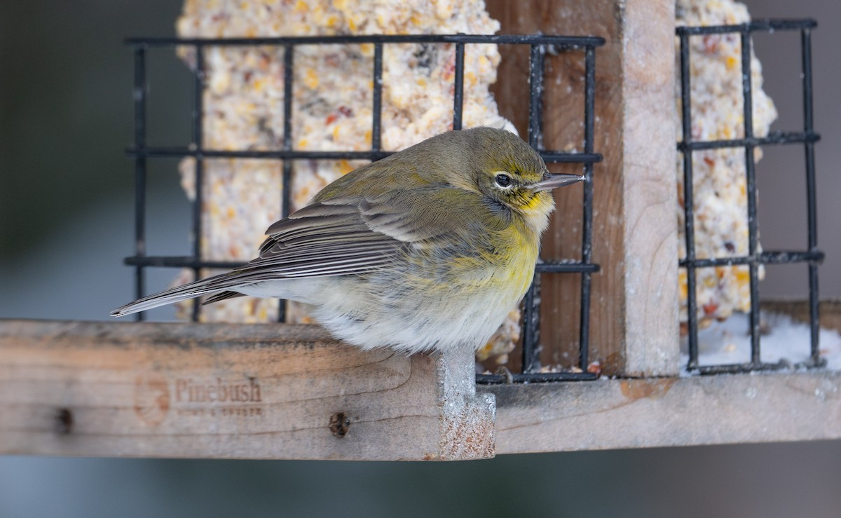 Pine Warbler - ML628600611