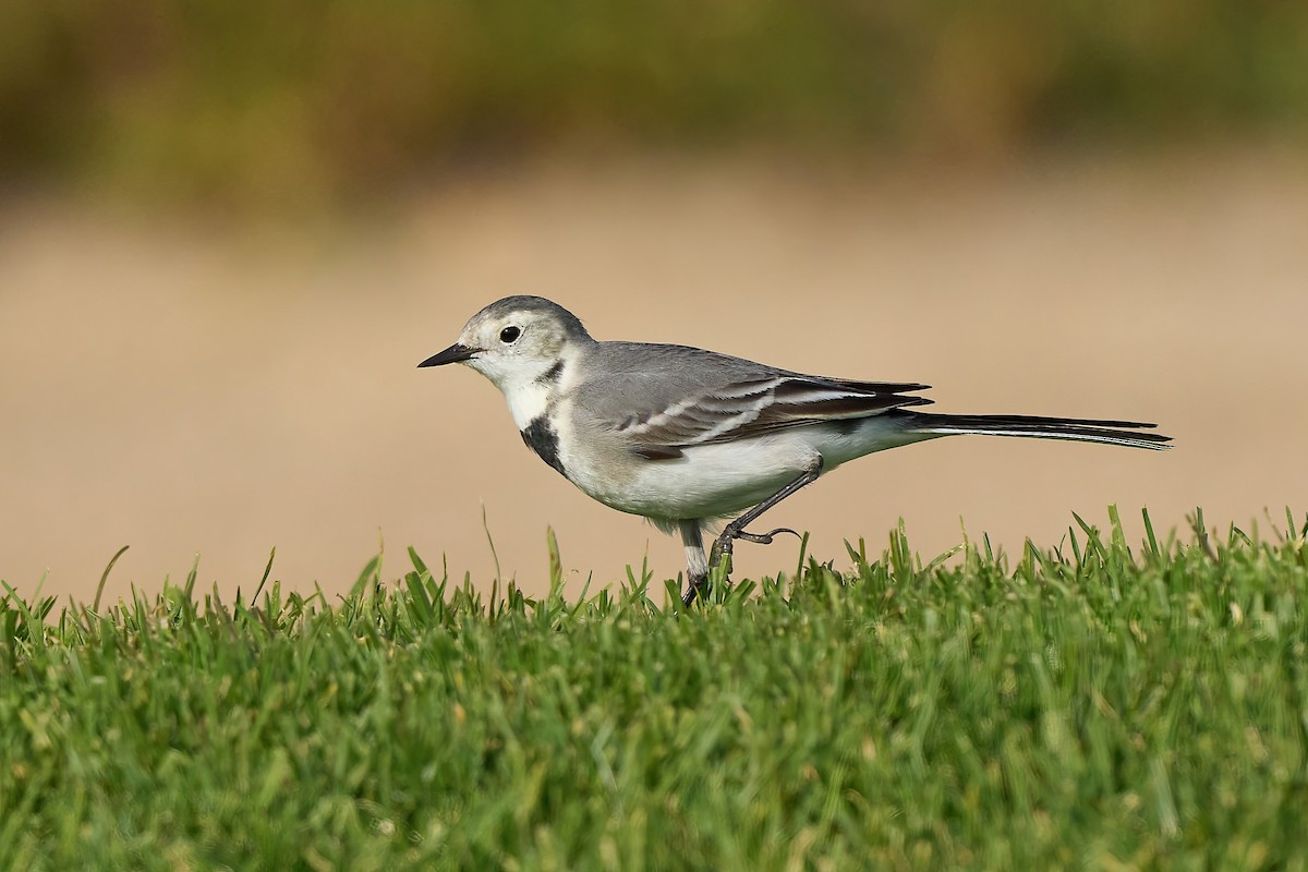 White Wagtail - ML628600626