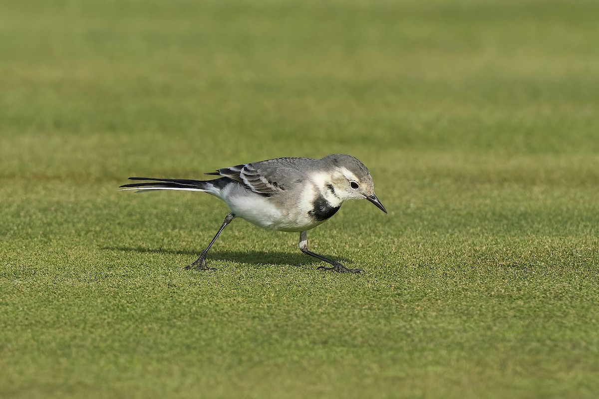 White Wagtail - ML628600627