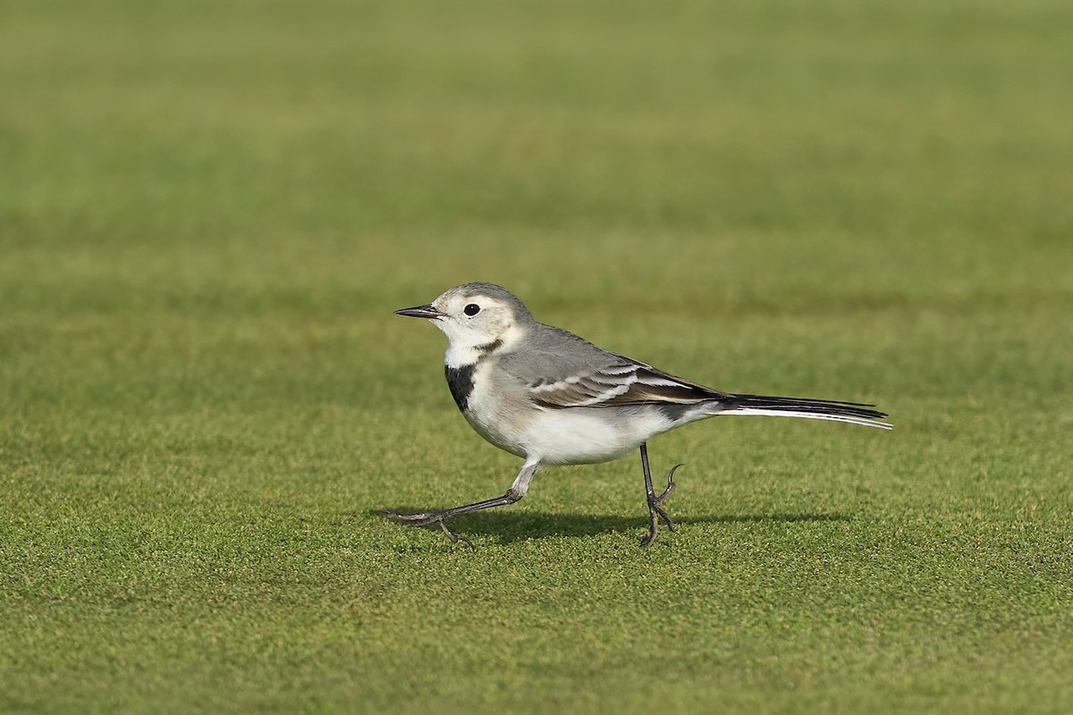 White Wagtail - ML628600628