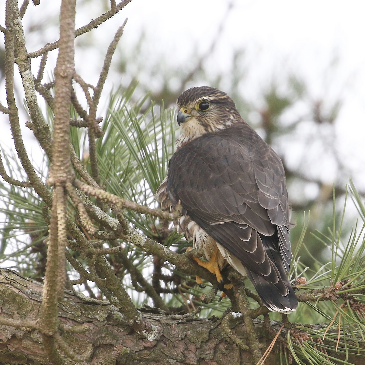 Merlin - ML628600822