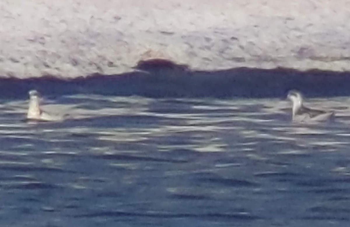 Red-necked Phalarope - ML628600887