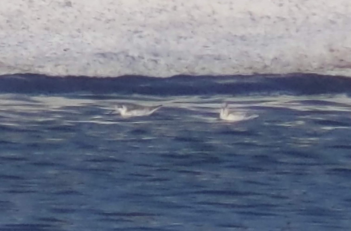 Red-necked Phalarope - ML628600891