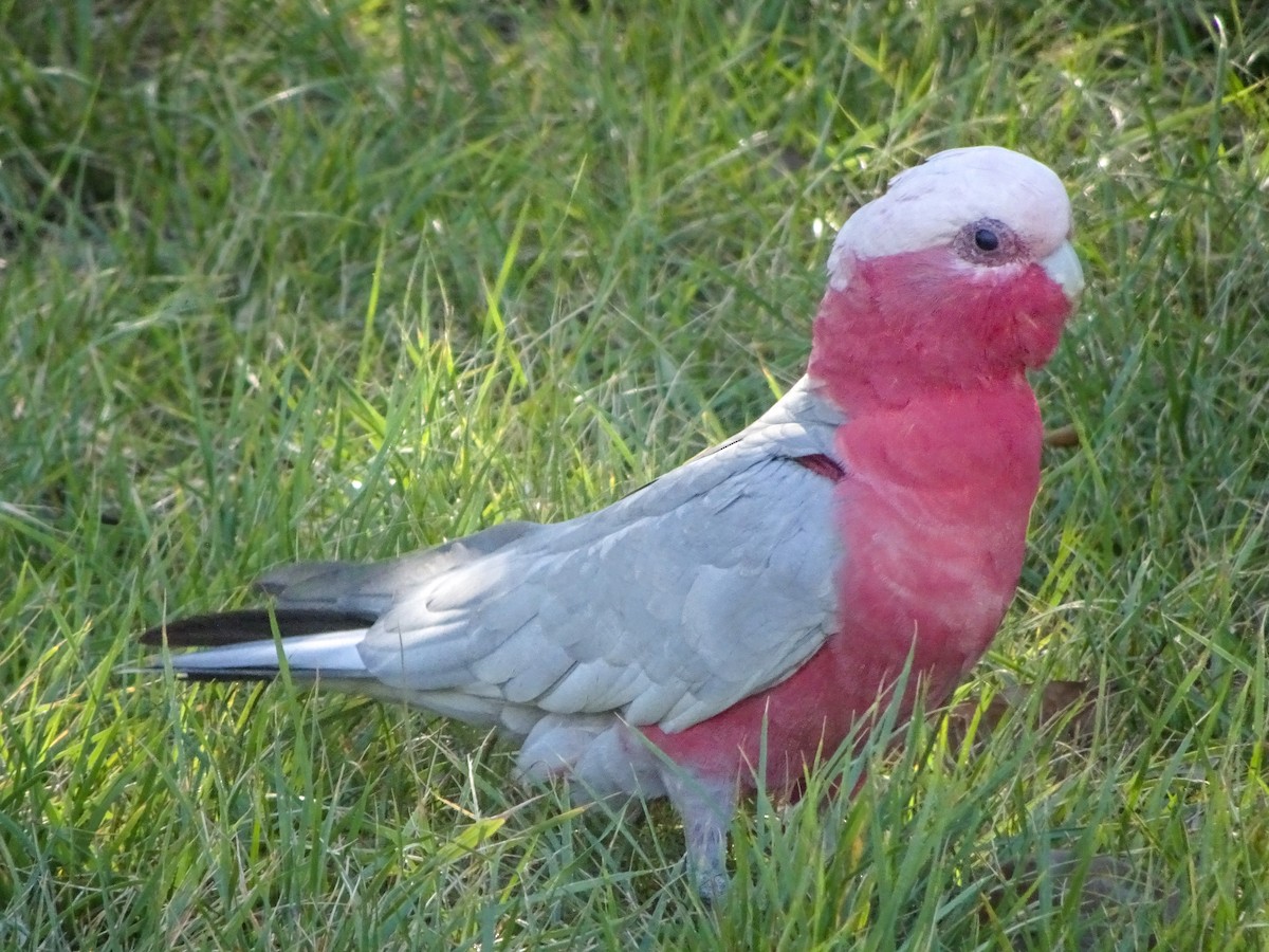 Galah - ML628601053
