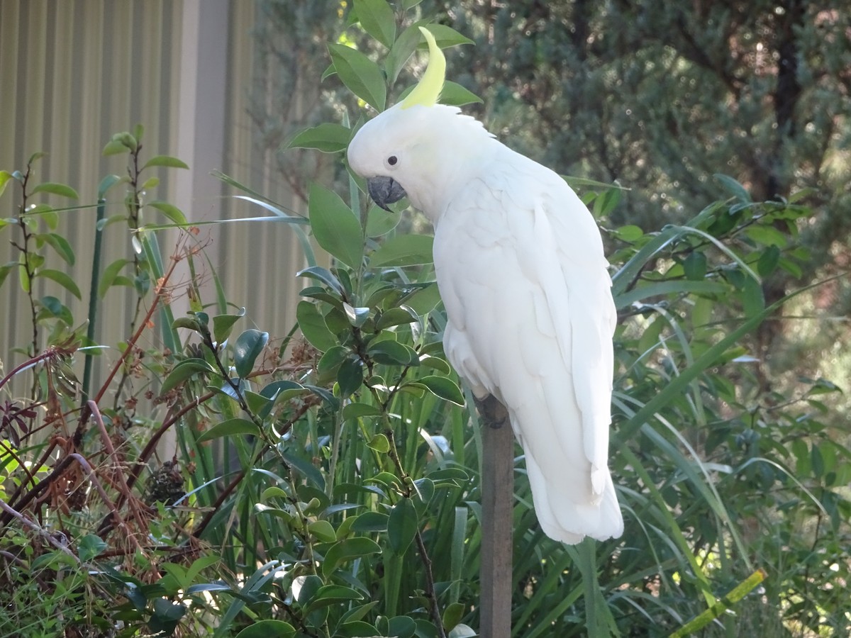 Sulphur-crested Cockatoo - ML628601059
