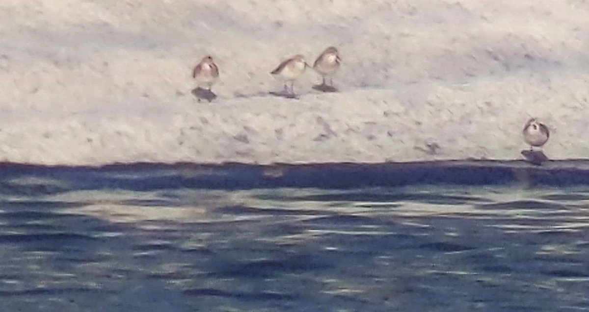 Sanderling - ML628601129