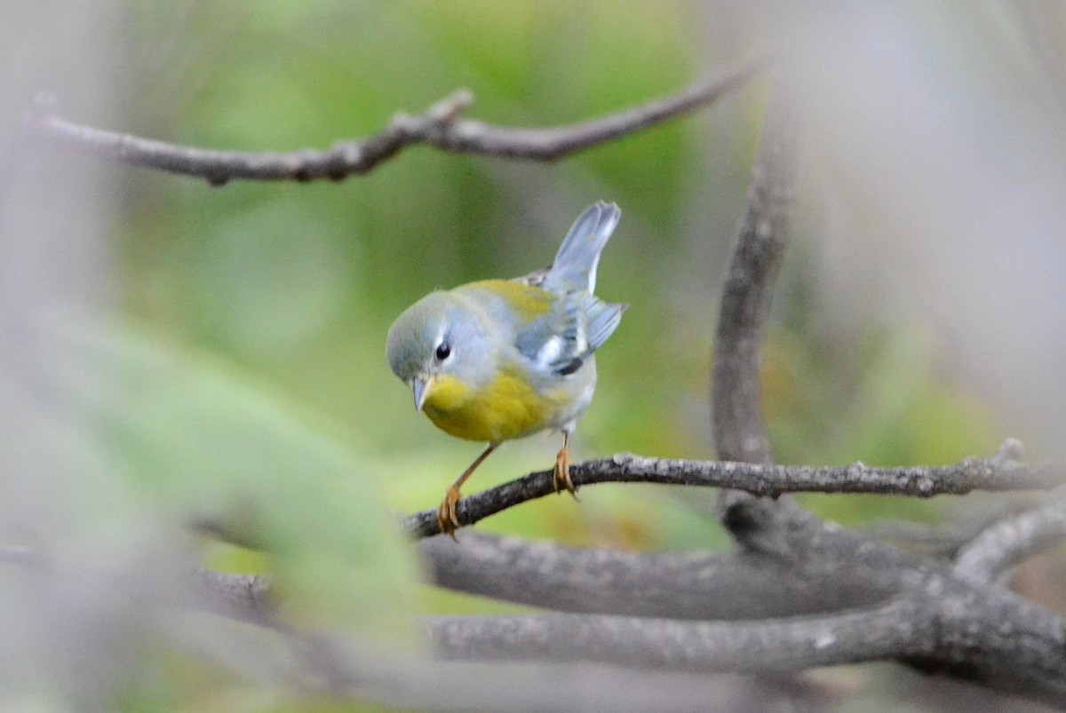 Northern Parula - ML628601170