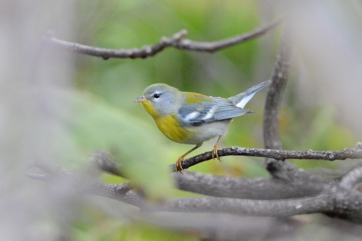 Northern Parula - ML628601171