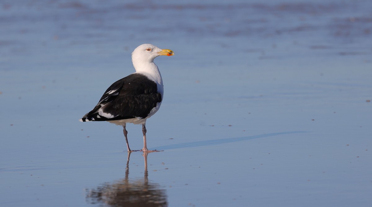 Great Black-backed Gull - ML628601250