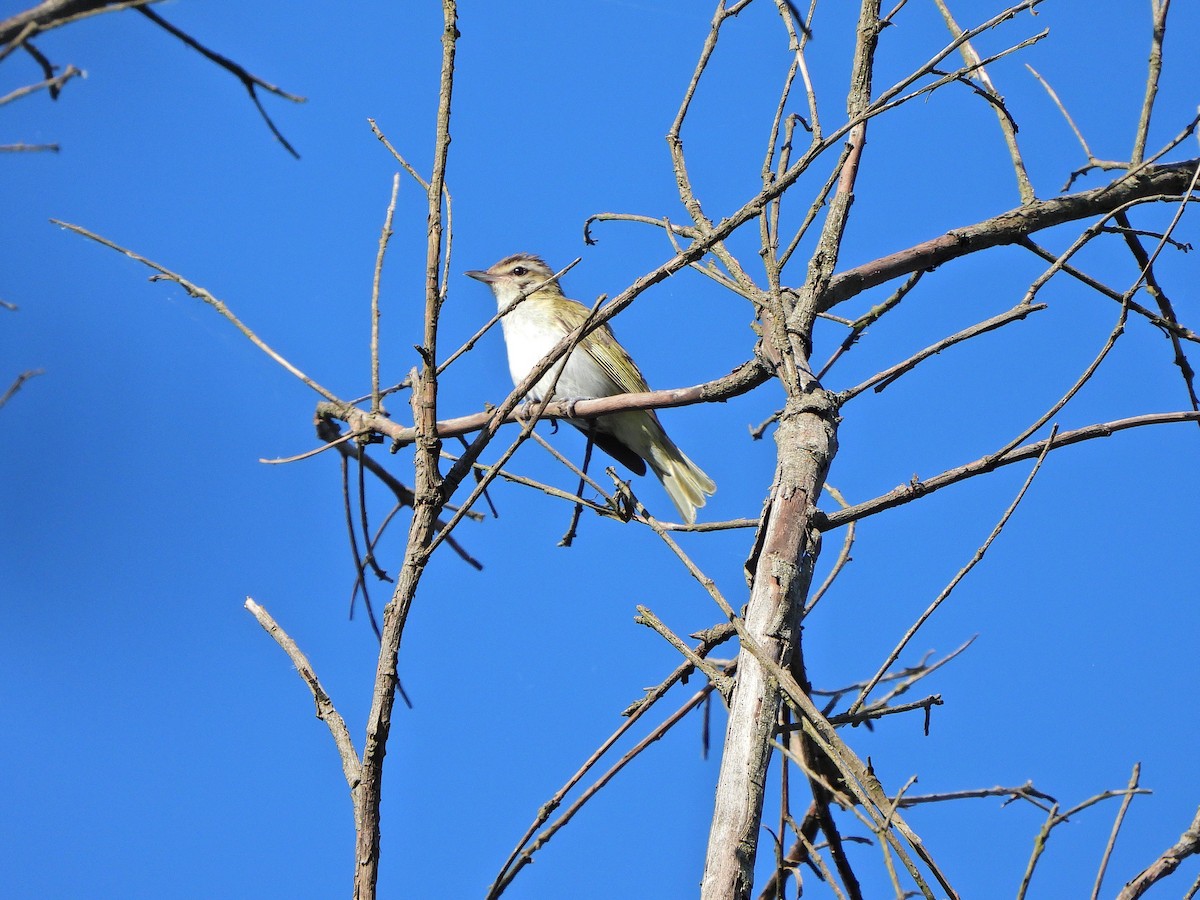 Chivi Vireo - ML628601290