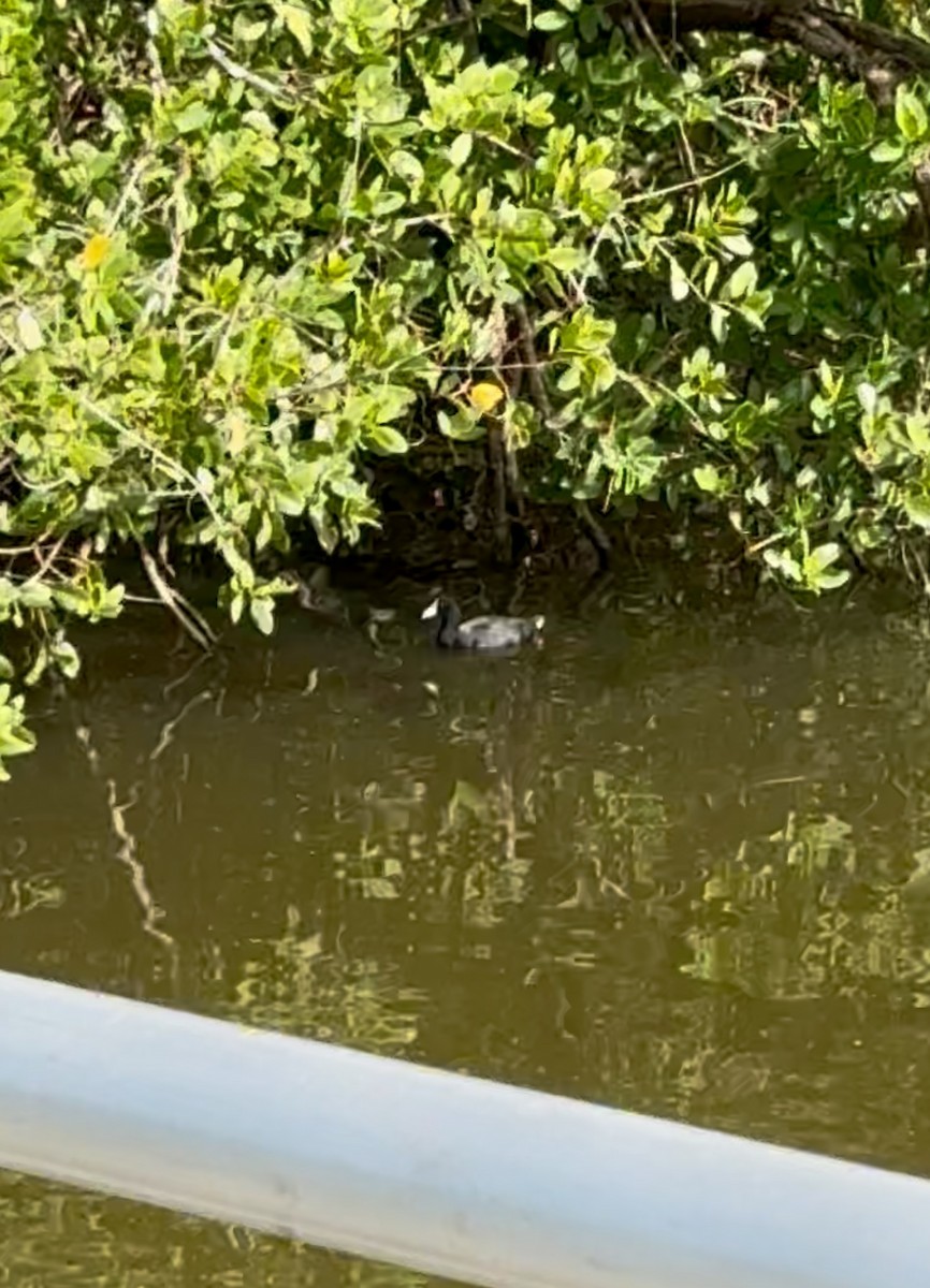 Indianerblässhuhn (weißschildig) - ML628601400