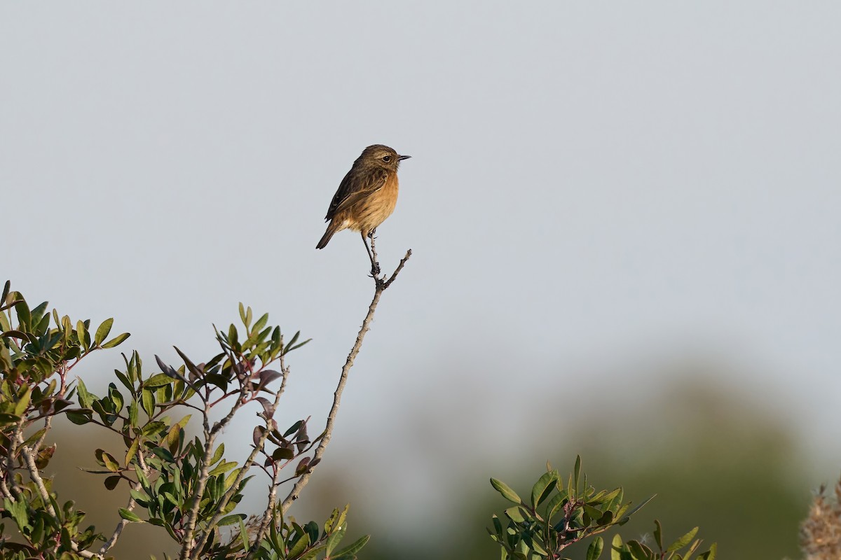 European Stonechat - ML628601402