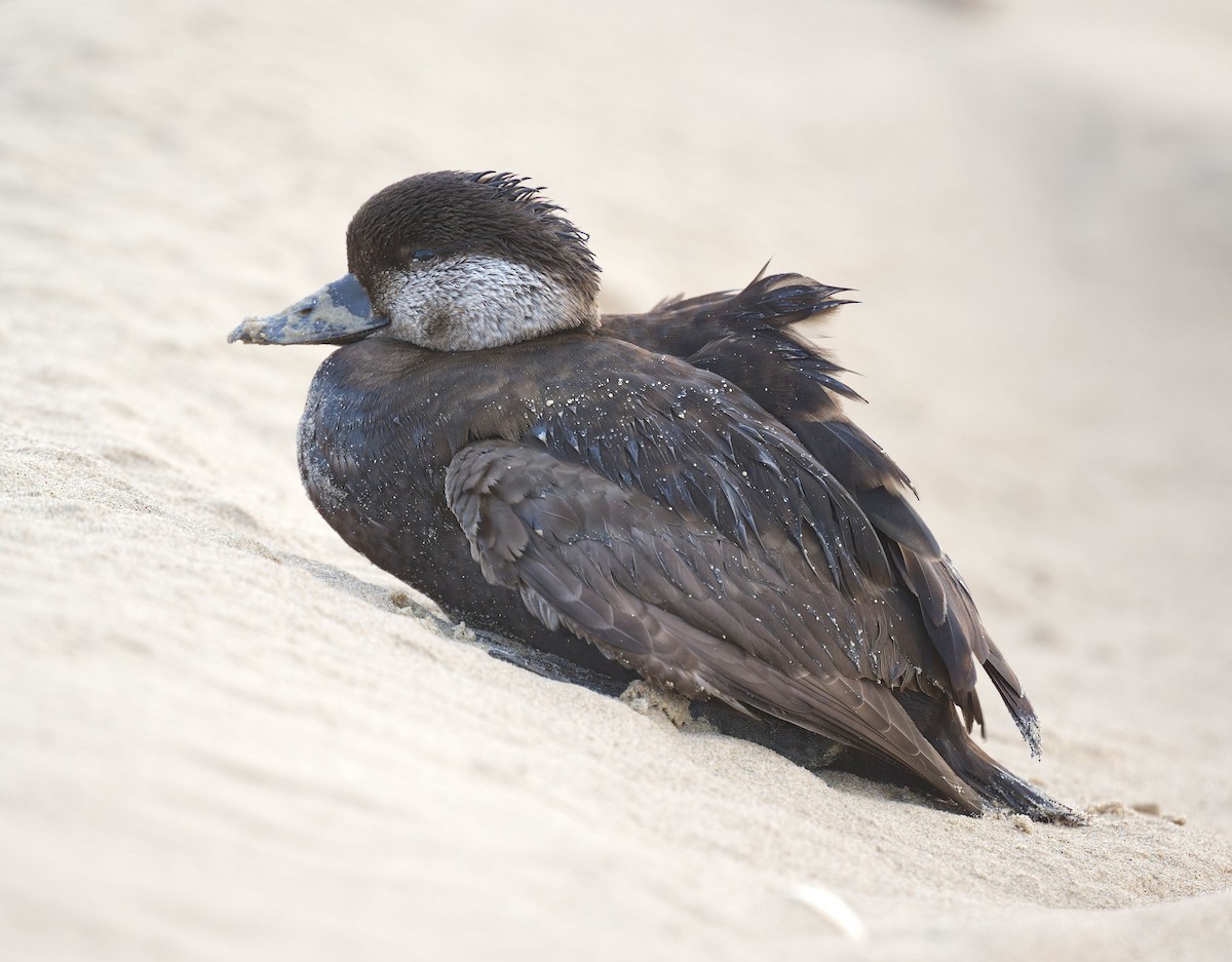Black Scoter - Gary Kelley