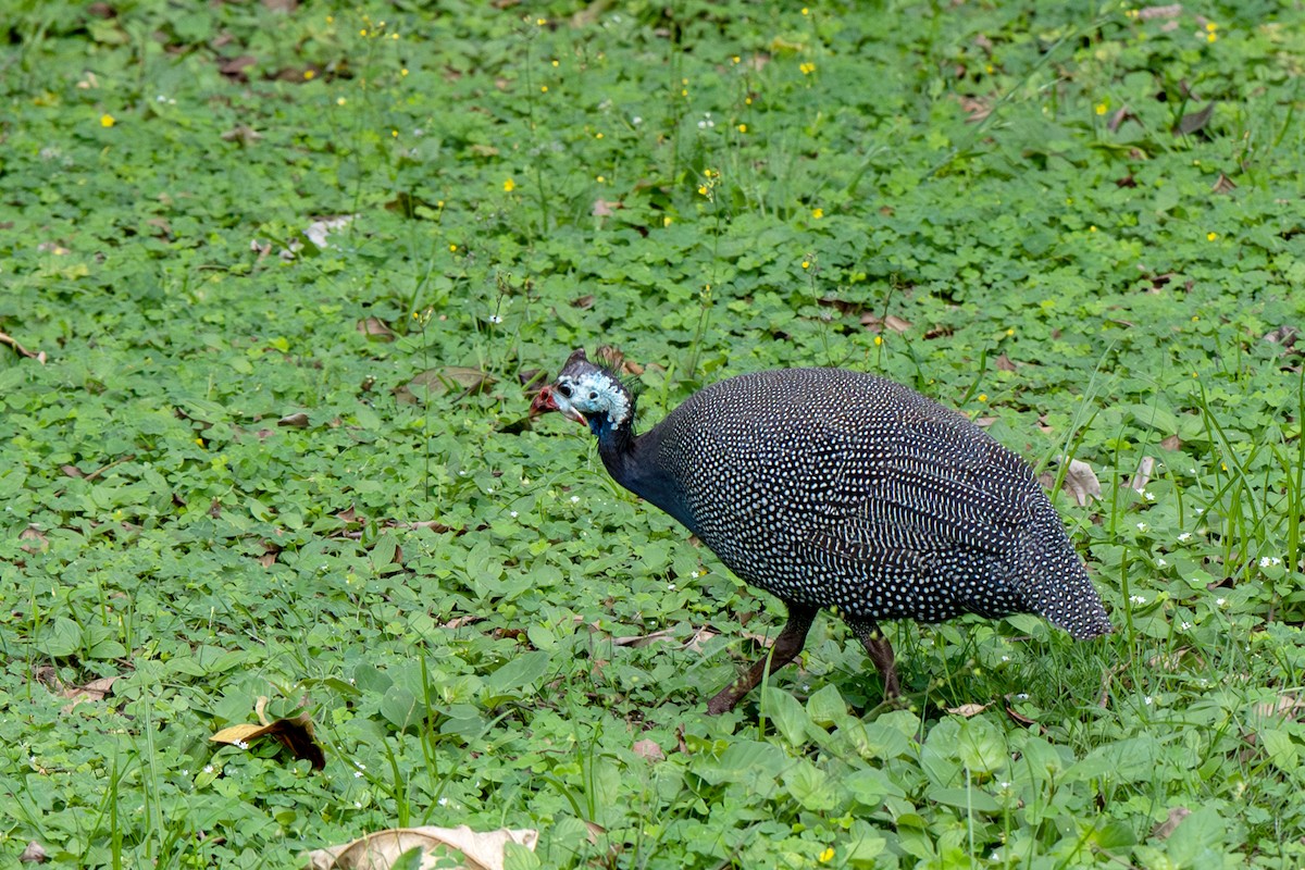 Pintada Común - ML628601671