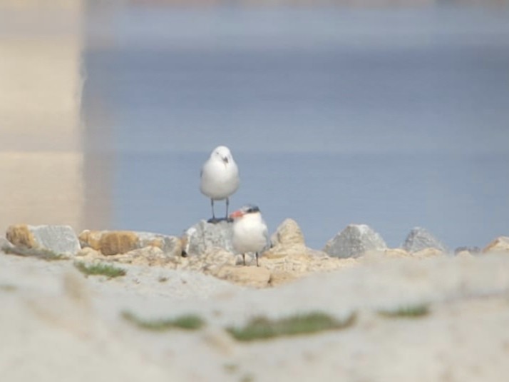 rybák velkozobý - ML628601686