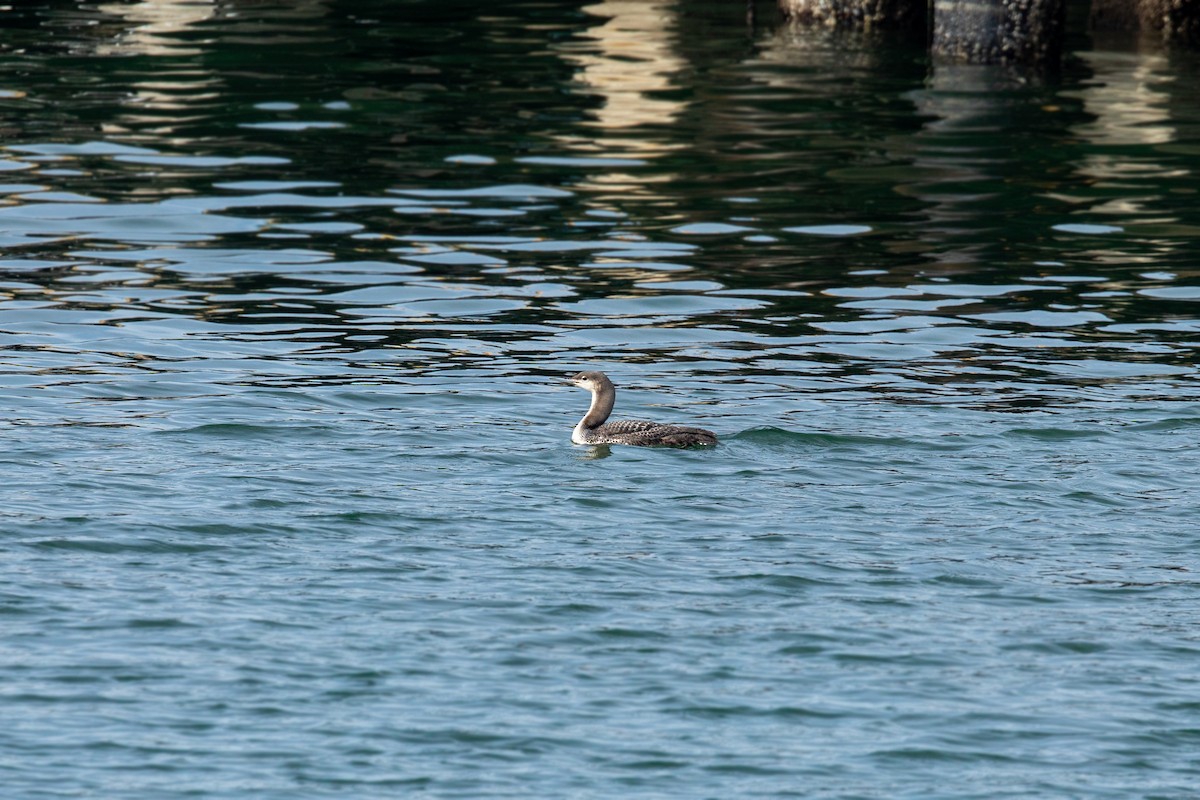 Pacific Loon - ML628601719