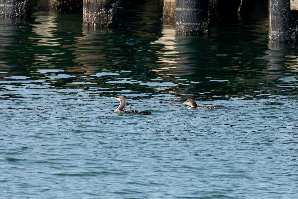 Pacific Loon - ML628601750