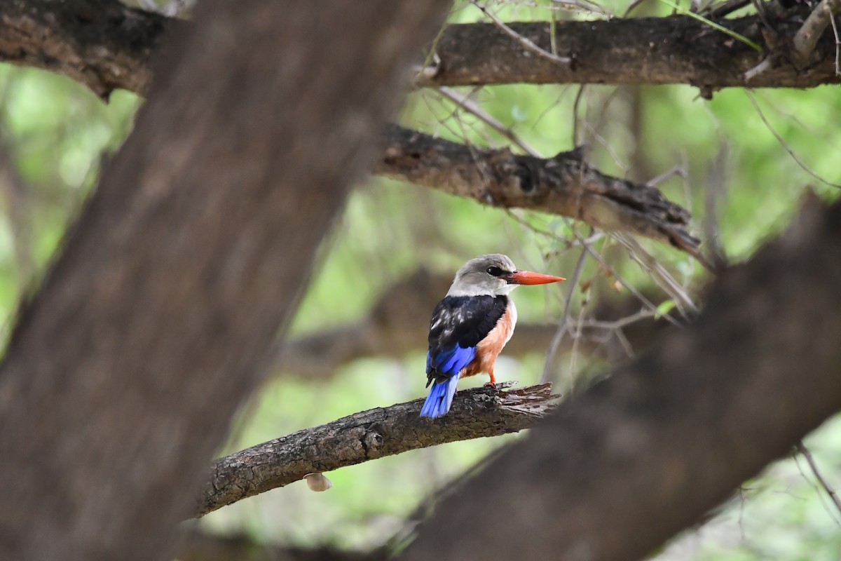 Gray-headed Kingfisher - ML628601781