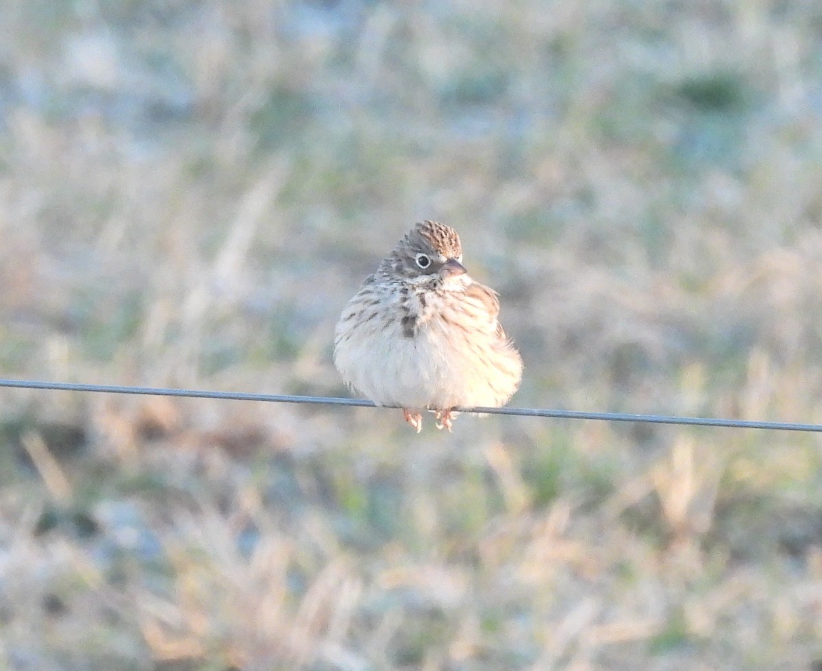 Vesper Sparrow - ML628601798