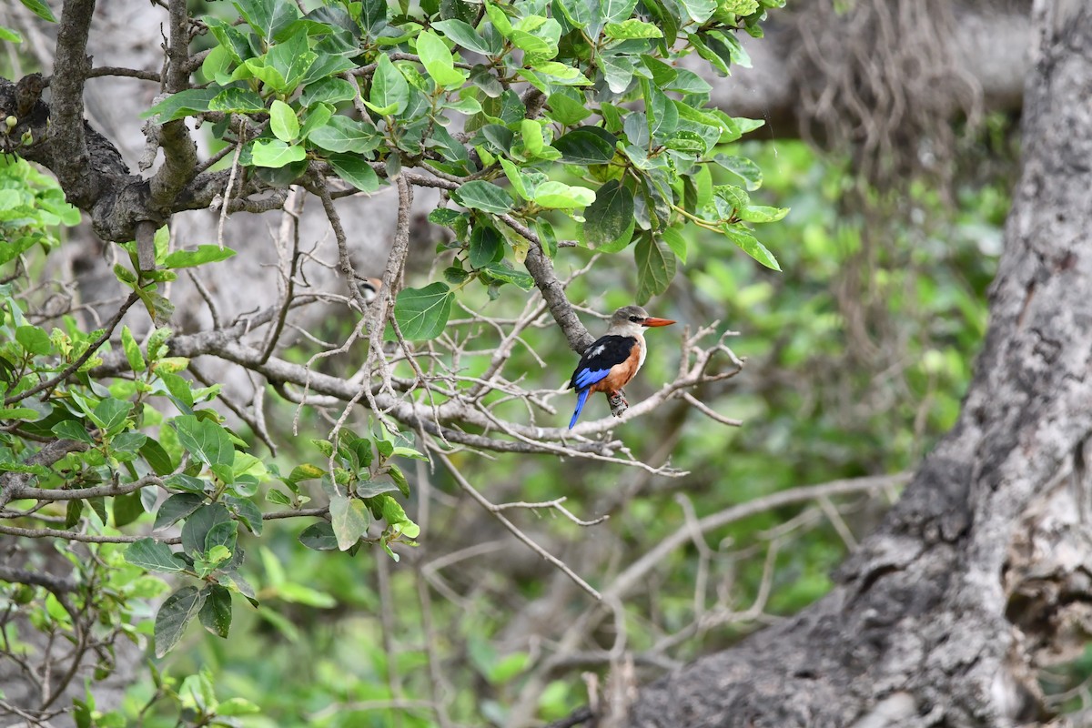 Gray-headed Kingfisher - ML628601800