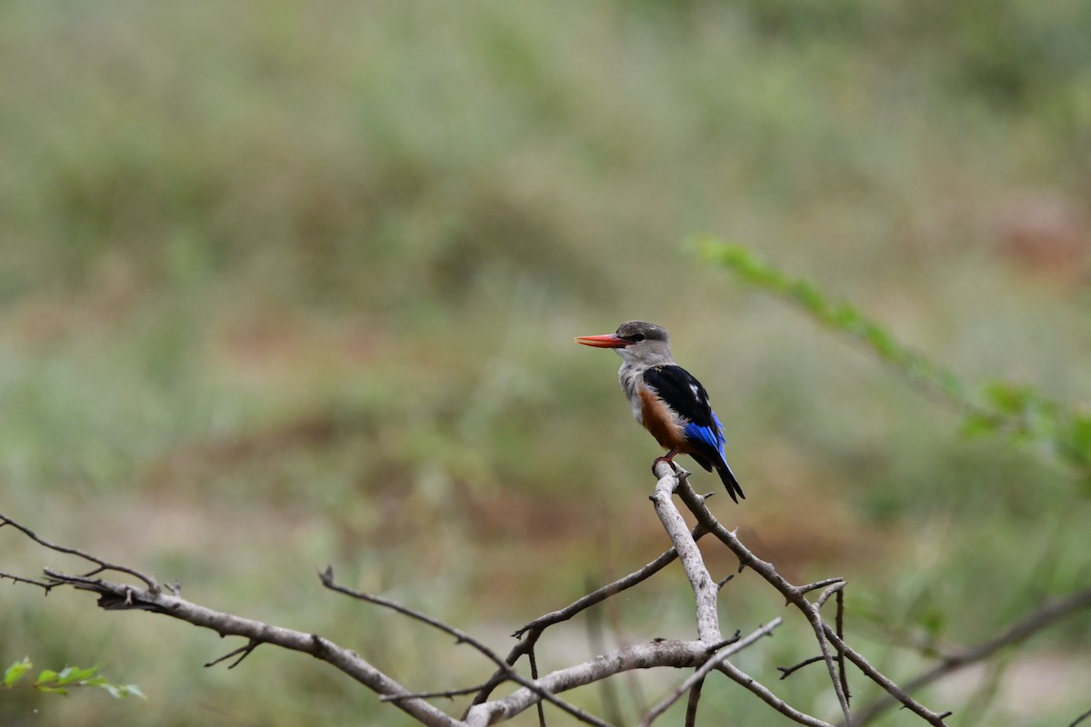 Gray-headed Kingfisher - ML628601802