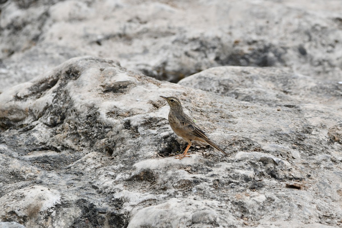 Long-billed Pipit - ML628601810