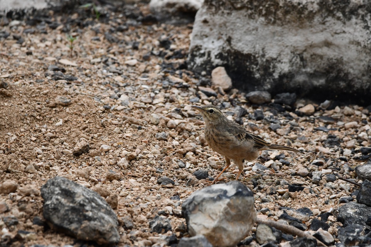 Long-billed Pipit - ML628601811