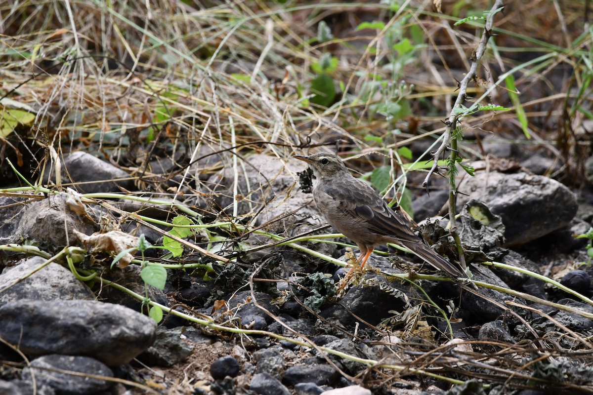 Long-billed Pipit - ML628601812