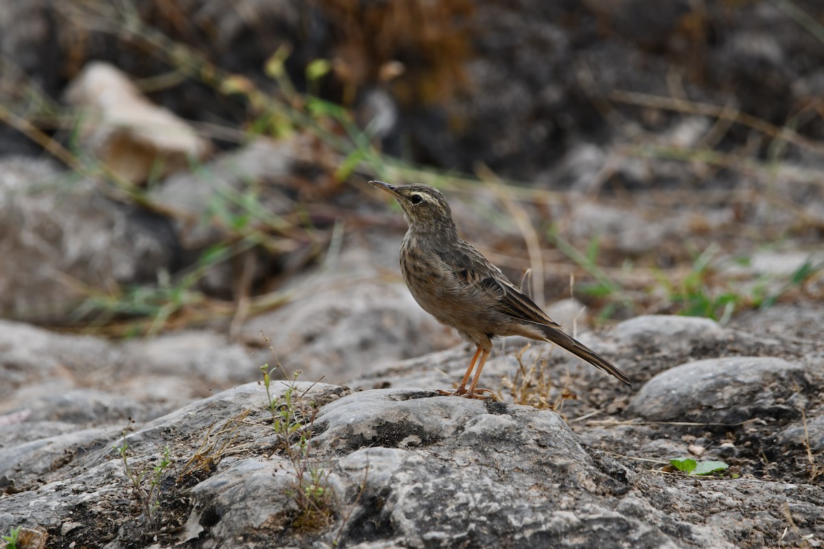 Long-billed Pipit - ML628601813