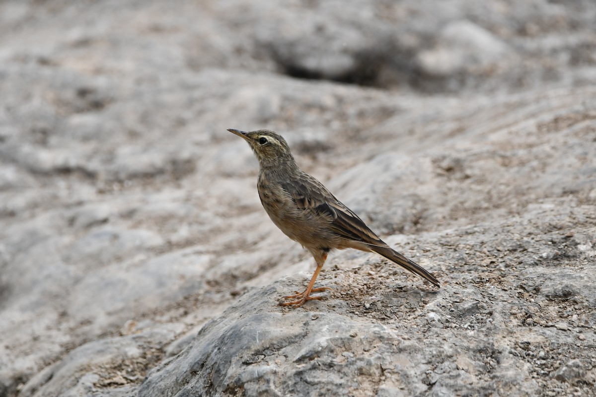 Long-billed Pipit - ML628601815